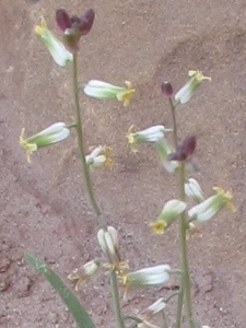 Streptanthus spp.